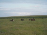 kansas calves105.JPG