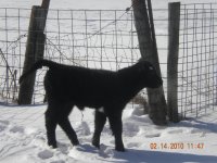 calf pics 2010 032.jpg