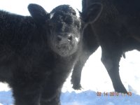 calf pics 2010 029.jpg