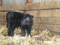 calf pics 2010 042.jpg