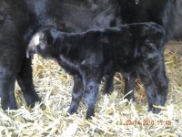 calf pics 2010 036.jpg
