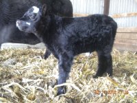 calf pics 2010 023.jpg