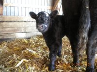 calf pics 2010 018.jpg