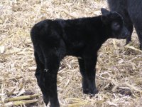 2012 Calves 002.jpg