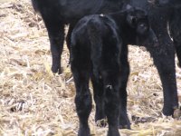 2012 Calves 001.jpg