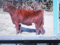 sale calves002.JPG