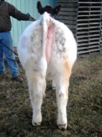 Rear Shorty.jpg