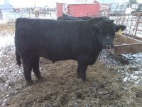 new bull.jpg