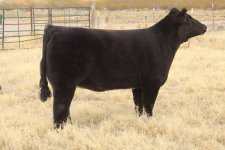 Hannibal Heifer 9799small.jpg