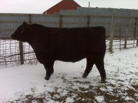 bull 2.jpg