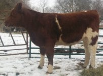 944 heifer.jpg