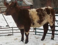 956 heifer.jpg