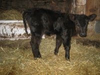 rubys first calf, dream on.jpg