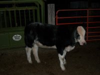 Heifer 1 003.JPG