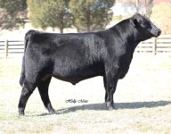 2009 yearling bulls 014A midland.jpg