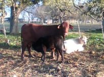 gert pair.jpg