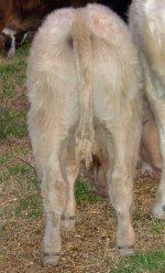 Calves 015.JPG