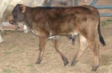 Calves 013.JPG