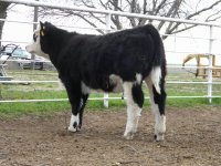 Tank x Maine-Angus heifer (Profile).JPG