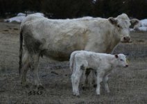 IMG_5615---5369---Troubador heifer --.jpg