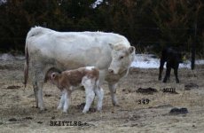 IMG_5624--CALVING---.jpg