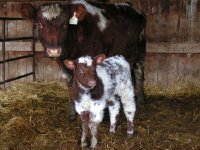 Ivy League calf 002.jpg