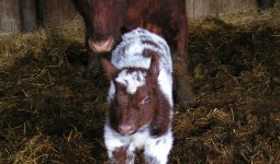 Ivy League calf 003.jpg