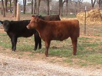 stiils of steers 2010 002.JPG