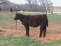 stiils of steers 2010 011.JPG