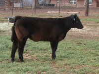 stiils of steers 2010 013.JPG