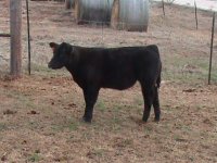 stiils of steers 2010 018.JPG