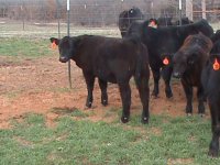 stiils of steers 2010 005.JPG