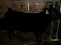 show steer.jpg