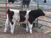 stiils of steers 2010 023.JPG