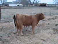 stiils of steers 2010 030.JPG