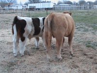 stiils of steers 2010 031.JPG