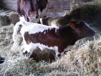 HeiferCalf5.jpg