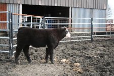 casper steer 018.jpg