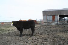 casper steer 023.jpg