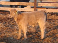 Calves Feb. 2010 005.jpg