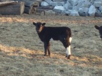 Calves Feb. 2010 004.jpg