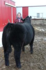 steer 027.jpg