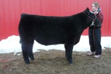steer 021.jpg