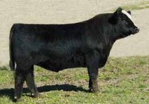 SS Black Raptor L306L herd sire.jpg