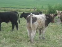 kansas calves012.JPG