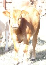 red_calf_004[1].jpg