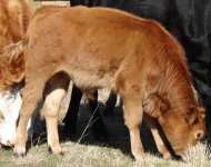 red_calf_006[1].jpg