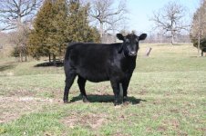 Angus Heifer.JPG