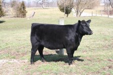 Angus Heifer 2.JPG