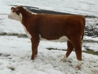 26S Heifer.JPG